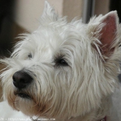 Photo de West highland white terrier