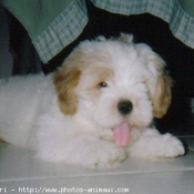 Photo de Lhassa apso