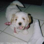 Photo de Lhassa apso