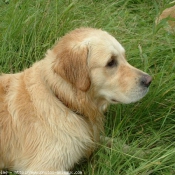 Photo de Golden retriever