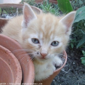 Photo de Chat domestique