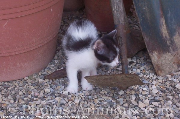 Photo de Chat domestique