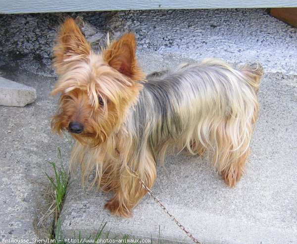 Photo de Yorkshire terrier