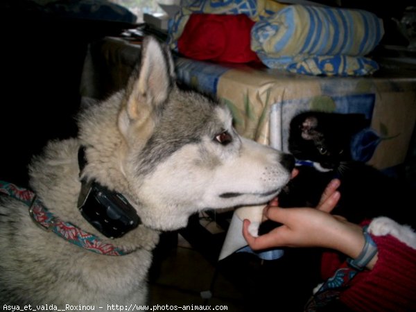 Photo de Husky siberien