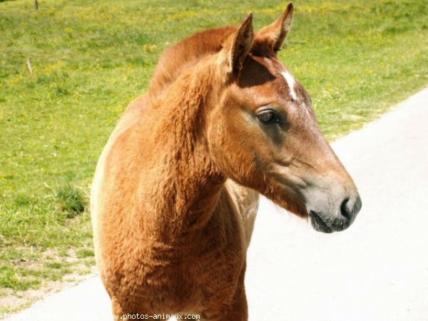 Photo de Suisse