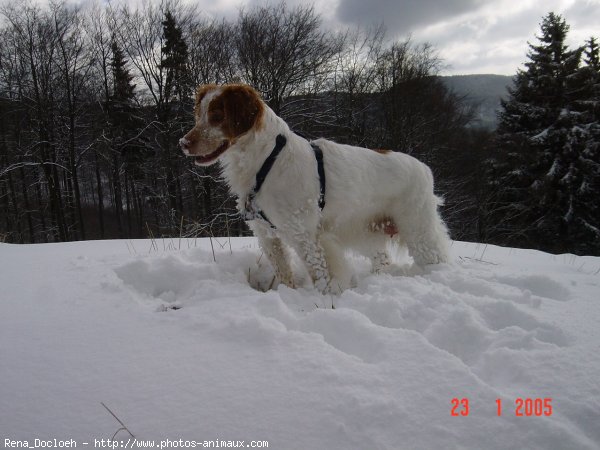 Photo d'Epagneul breton