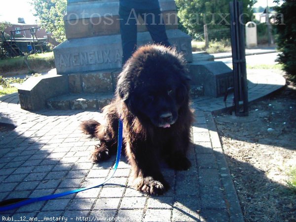 Photo de Chien de terre-neuve