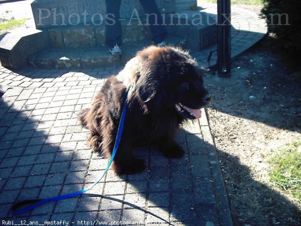 Photo de Chien de terre-neuve