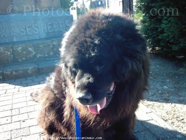 Photo de Chien de terre-neuve