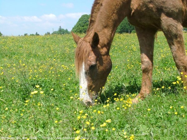 Photo de Races diffrentes