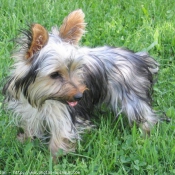 Photo de Yorkshire terrier