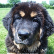 Photo de Dogue du tibet