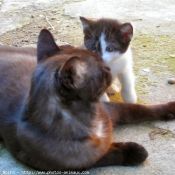 Photo de Chat domestique