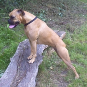 Photo de Boxer