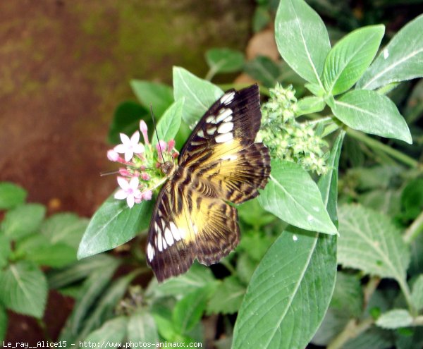 Photo de Papillon