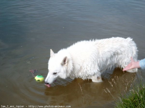 Photo de Berger blanc suisse