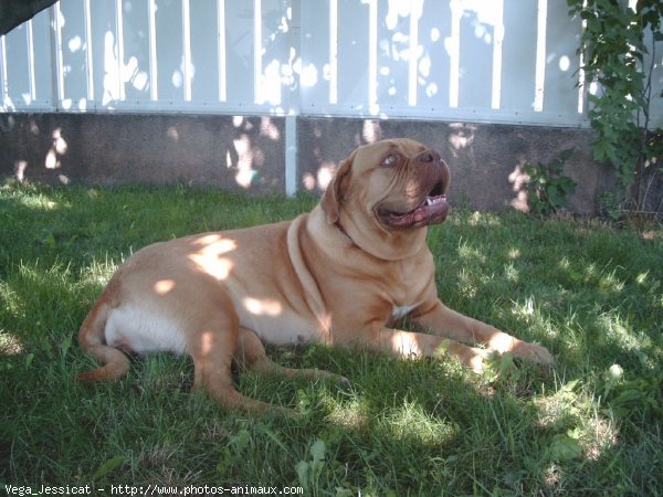 Photo de Dogue de bordeaux