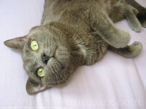 Photo de Chartreux