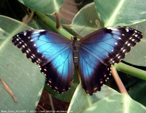 Photo de Papillon