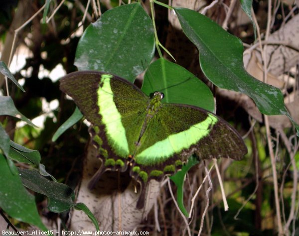 Photo de Papillon