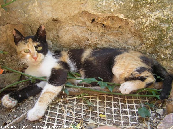 Photo de Chat domestique