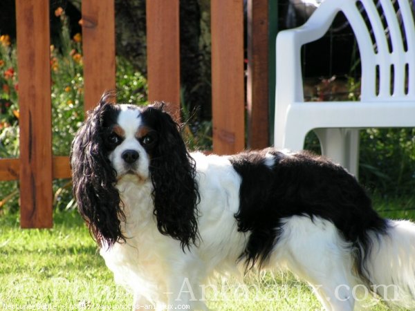 Photo de Cavalier king charles spaniel