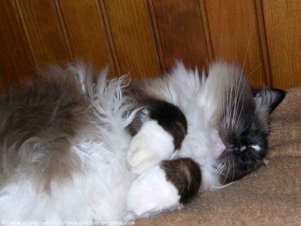 Photo de Ragdoll