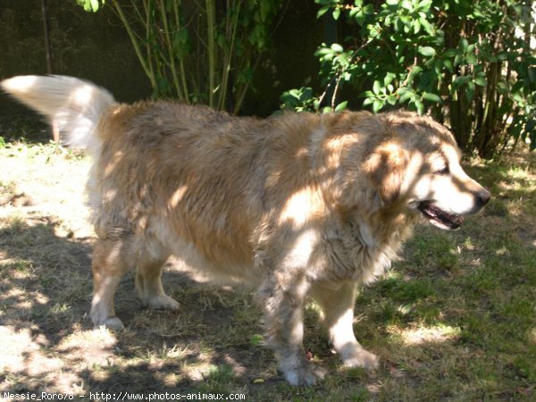 Photo de Golden retriever