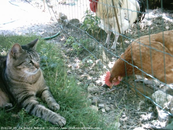 Photo de Races diffrentes