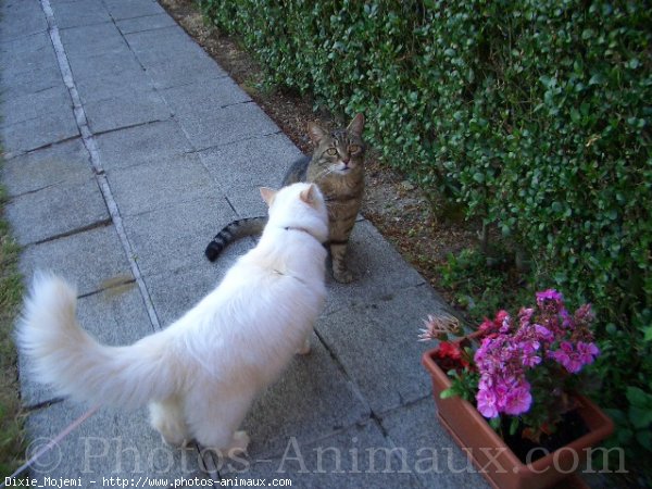 Photo de Ragdoll