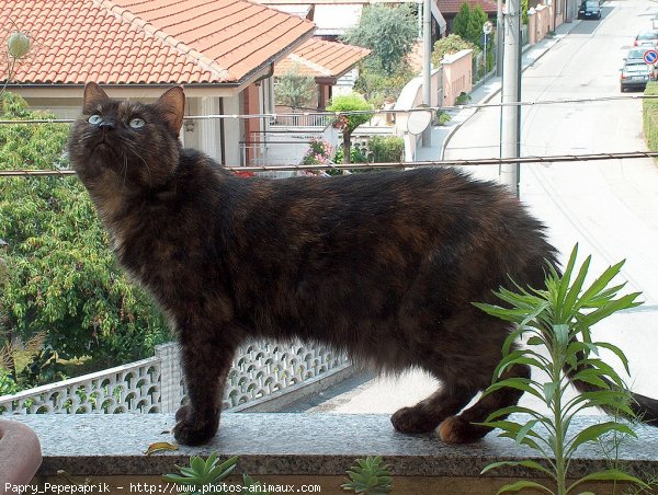 Photo de Chat domestique