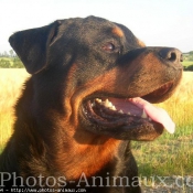 Photo de Rottweiler