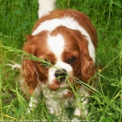 Photo de Cavalier king charles spaniel