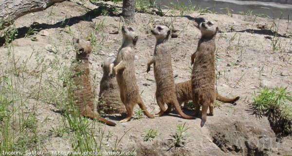 Photo de Suricate