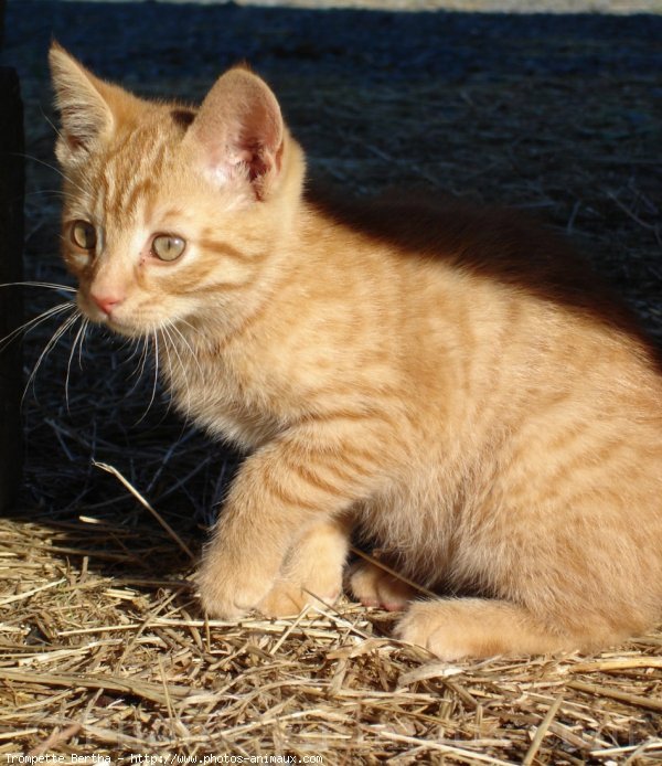 Photo de Chat domestique