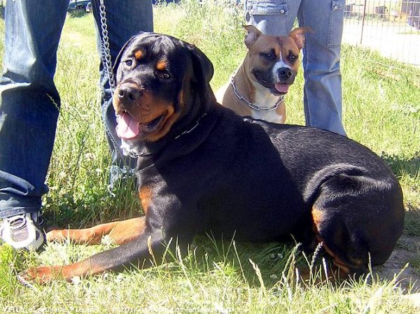 Photo de Rottweiler