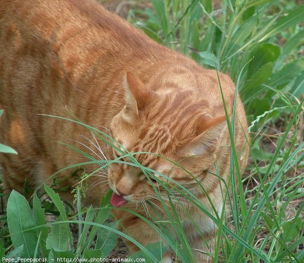 Photo de Chat domestique