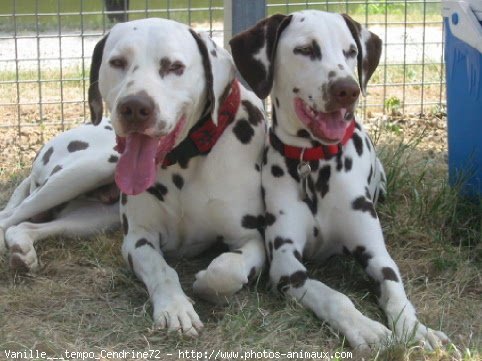 Photo de Dalmatien