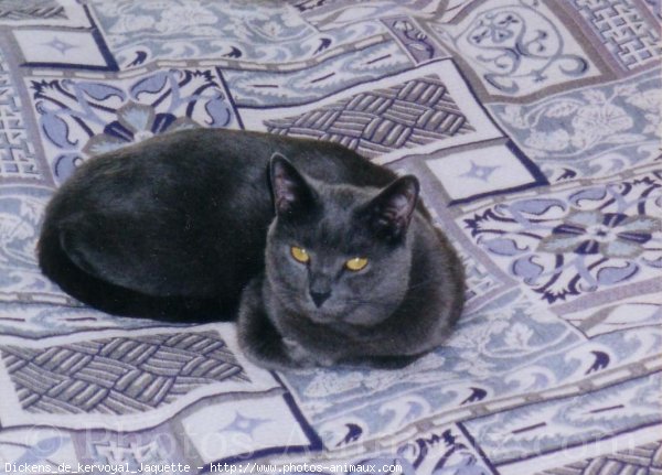 Photo de Chartreux