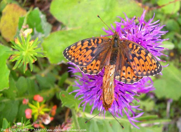 Photo de Papillon