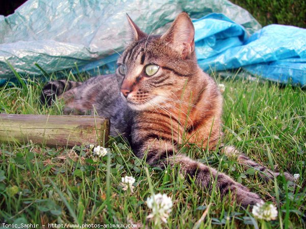 Photo de Chat domestique