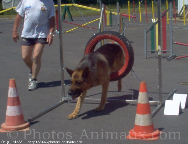 Photo de Berger allemand  poil court