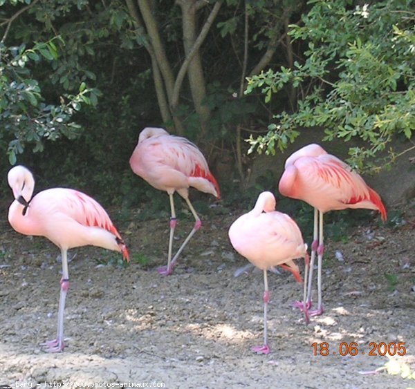 Photo de Flamand rose