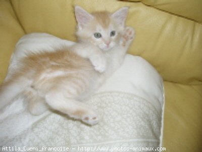 Photo de Maine coon