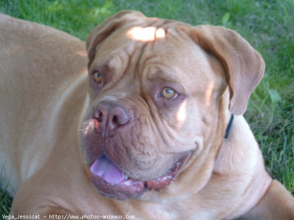 Photo de Dogue de bordeaux