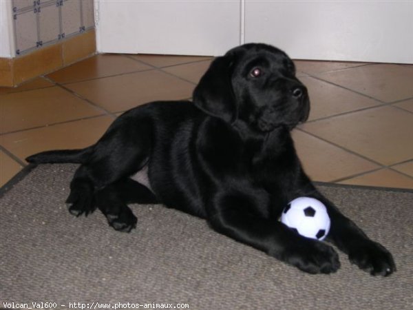 Photo de Labrador retriever