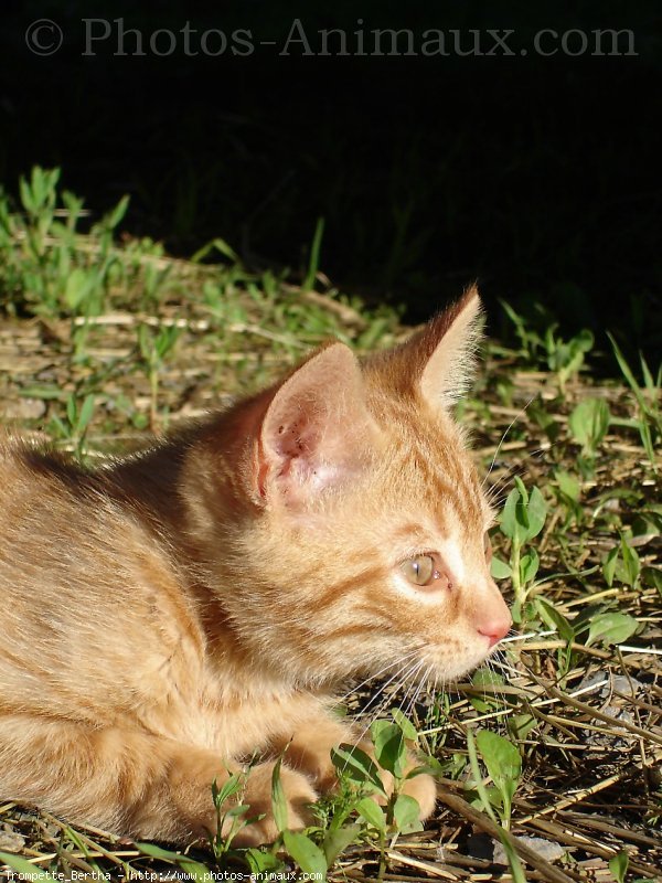 Photo de Chat domestique