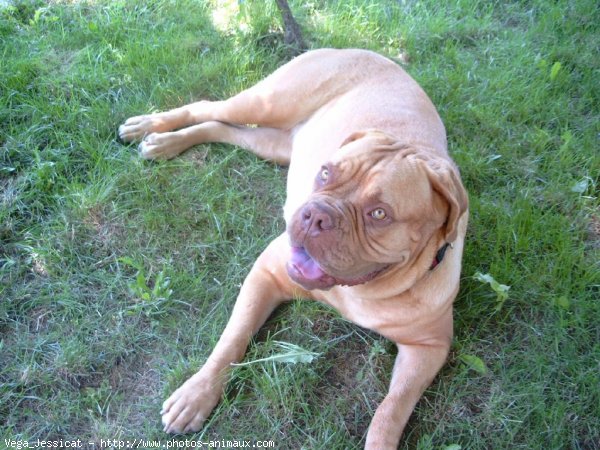 Photo de Dogue de bordeaux