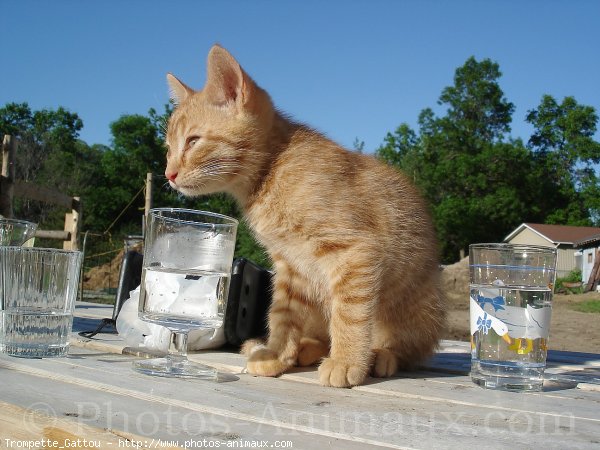 Photo de Chat domestique