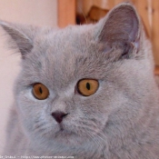 Photo de British shorthair